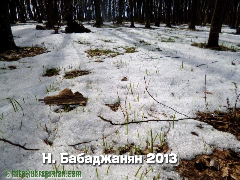 001_letichevskij_ur