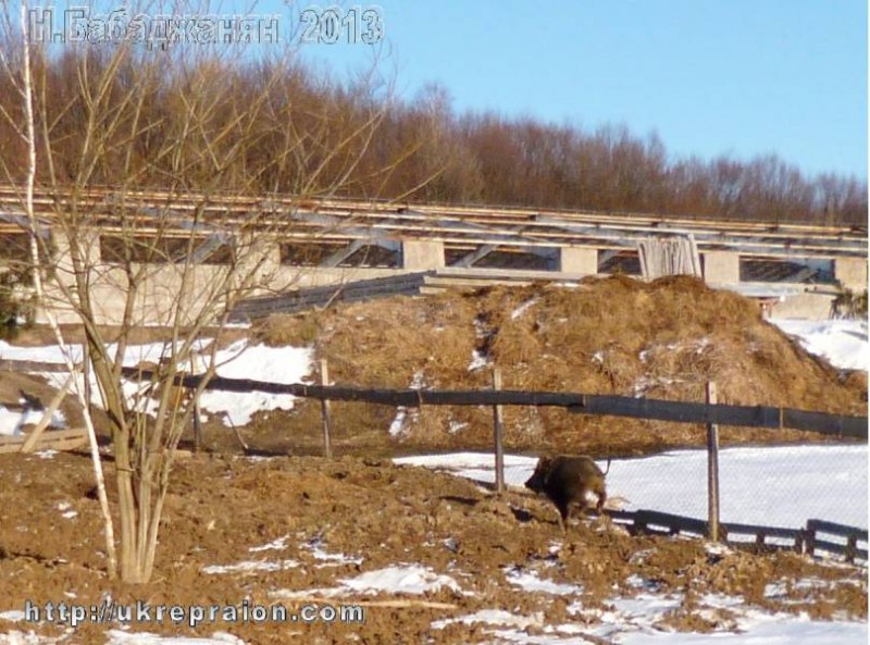 Вот такие, вот, «морские свинки»